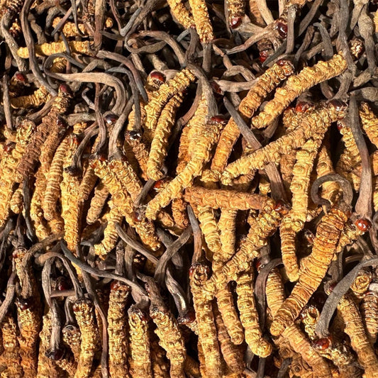BIRD NEST Natural Cordyceps Sinensis Red Eye 10G