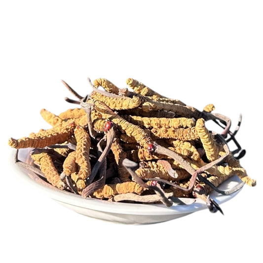BIRD NEST Natural Cordyceps Sinensis Red Eye 5G